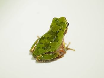 Amazon | 【生体】ニホンアマガエル ペア from SCRATCH（ カエル